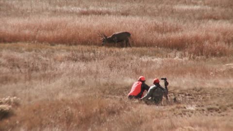 Hunting a Giant Mule Deer