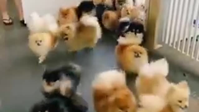 Aww So Cute Baby Pomeranian Dogs 😍😍