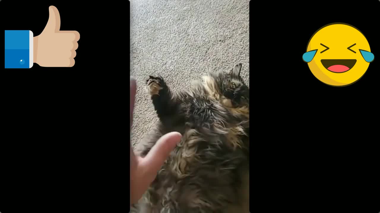 Funny - Pets