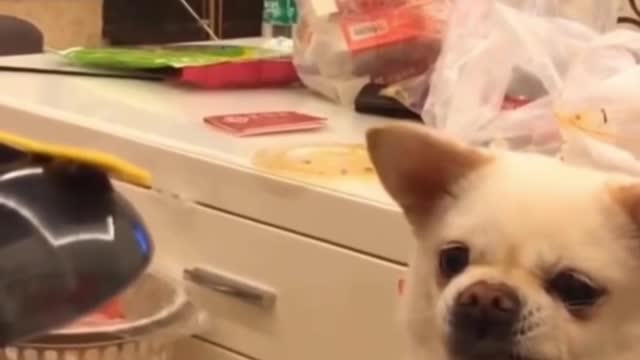 Teasing Cute Dog 🐶 #shorts