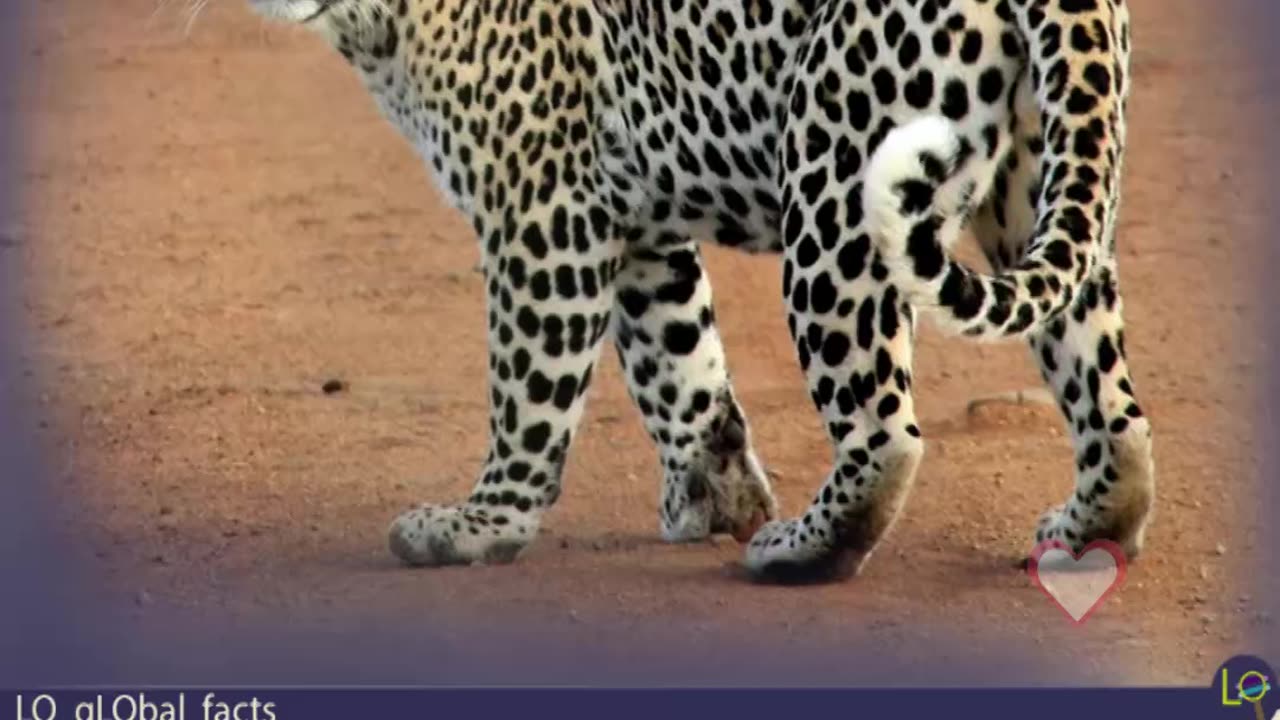 How to Face a Leopard Safely