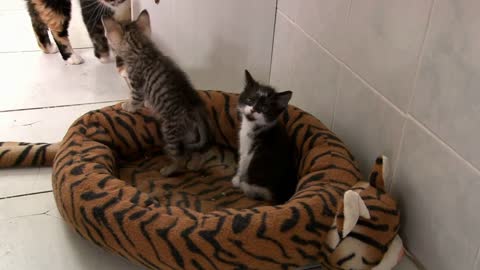 Three Baby Kittens in Bed