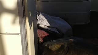 50 POUND CATFISH CAUGHT!