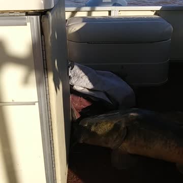 50 POUND CATFISH CAUGHT!