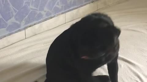 Black pug spins around to catch tail