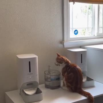 Orange cat behavior! Funny cat videos