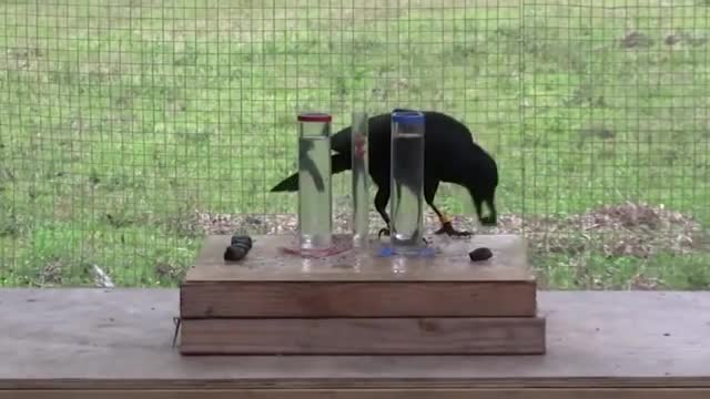 animals filmed having human - like iQ moments