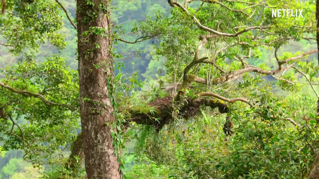 ***Our Planet | Jungles | FULL EPISODE | Netflix***