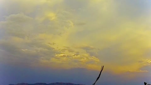 Freedom Bird Fly By