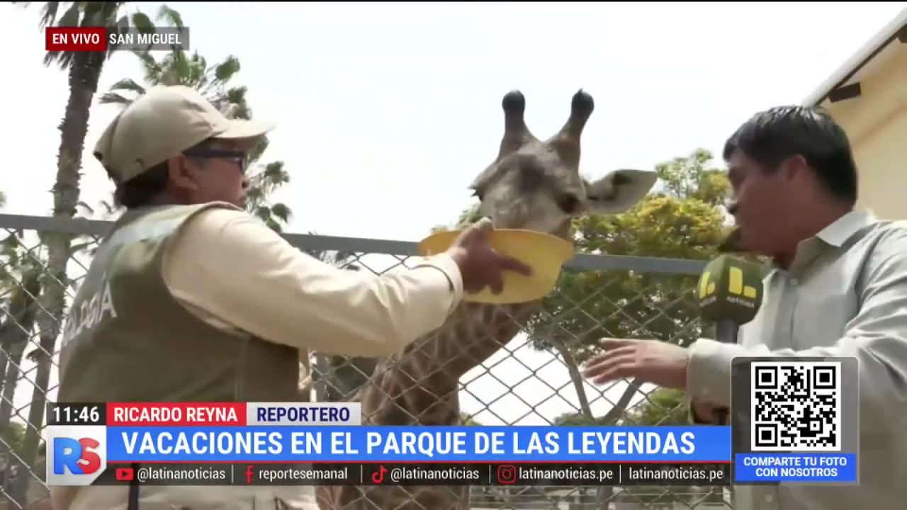 "El Parque de Las Leyendas no cierra ni un día": Descubre todo sobre las jirafas junto a Melman