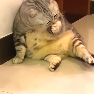 Kitty’s feet,smelly...