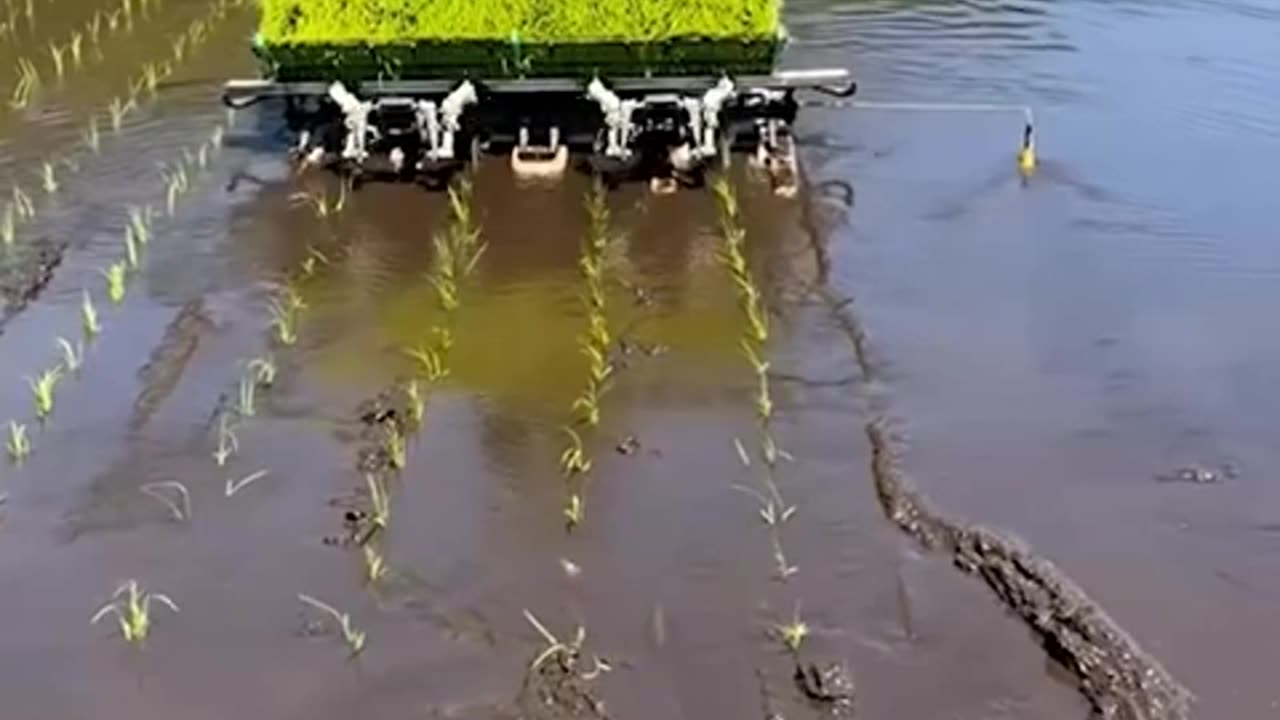 Rice Harvesting