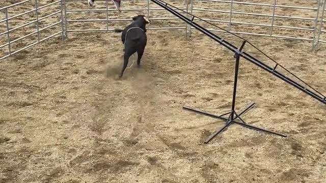 Cowboy Teeter Totter