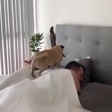 When your alarm doesn’t work and your puppy is the best friend to wake you up