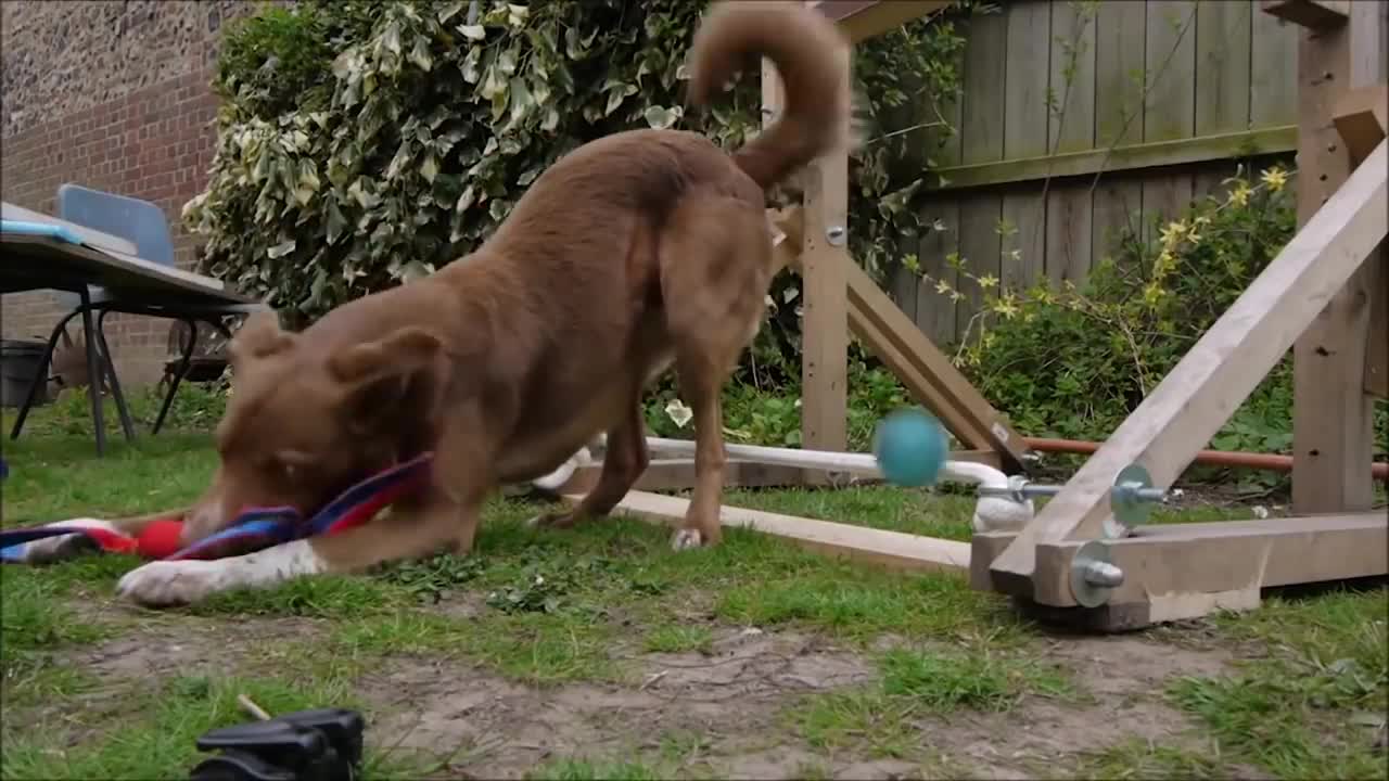 BEST TRAINED AND DISCIPLINED DOGS IN THE WORLD