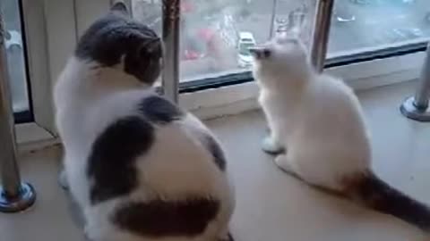 Cat Fights Cat Funny Vines - Cat Funny Vines