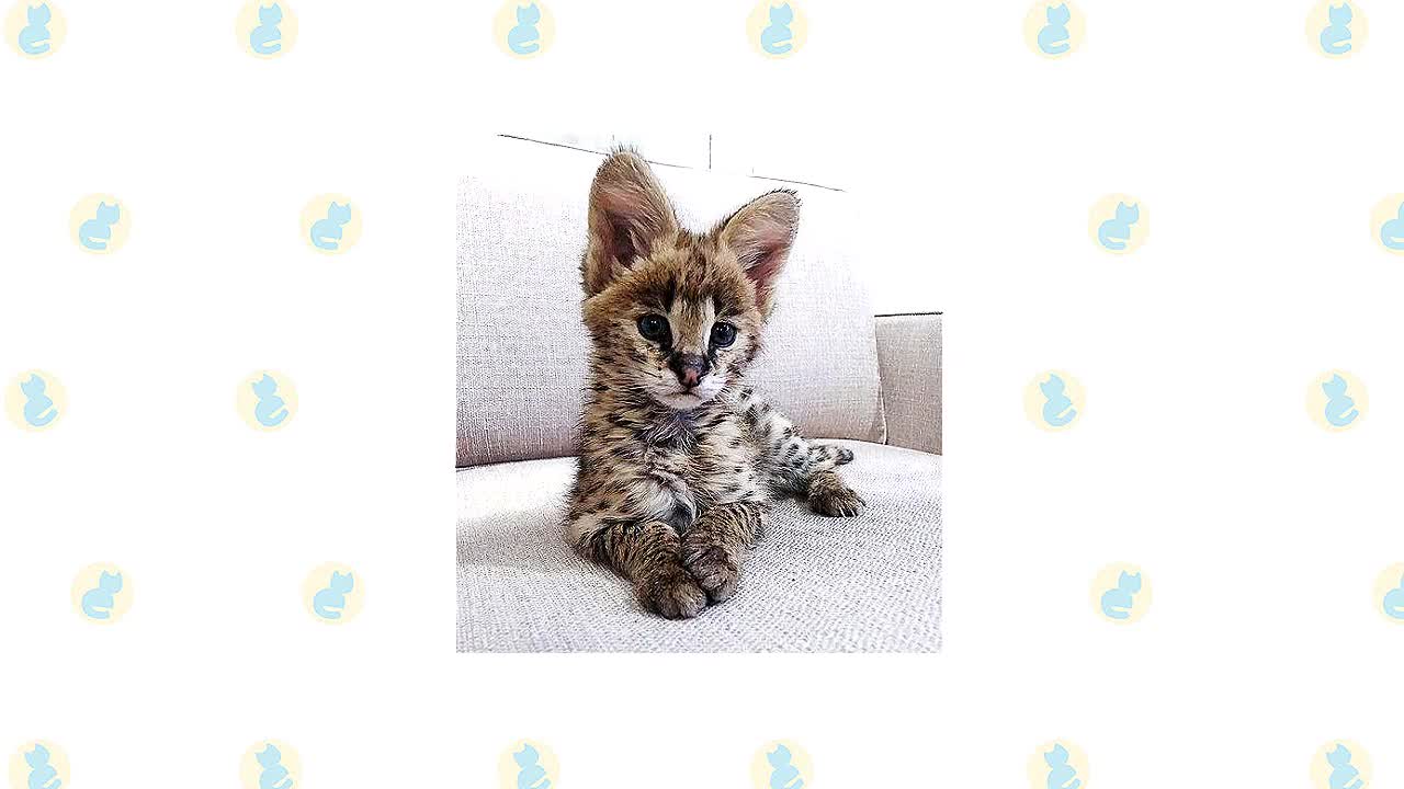 These Beautiful Bengal Cats Are Incredibly Intelligent | Cats 101 vs savannah