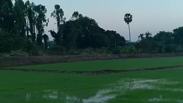 Rice field in Thailand