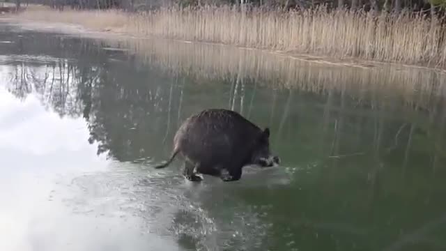 wild boar in water