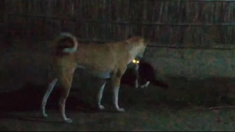 2 Dogs are Fighting 1 Cat