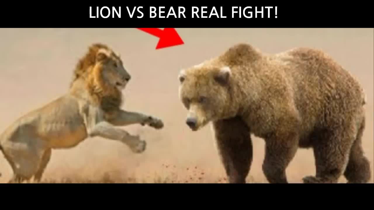 Lion vs Bear Real Fights video (very interesting fight)