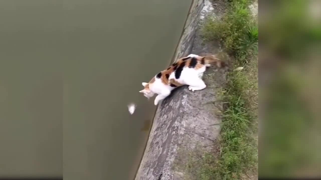 🐱 TRY NOT TO LAUGH 🐱 - VERY FUNNY CATS