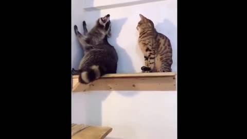 Cute and Funny Cat Videos to Keep You Smiling