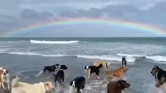 dog playing on the beach