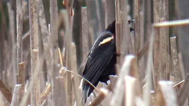 Red Winged Blackbird