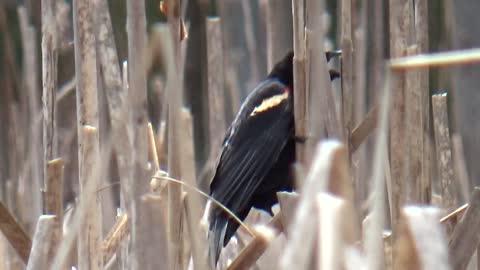 Red Winged Blackbird