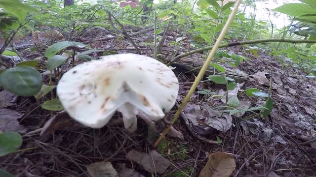 Mushroom