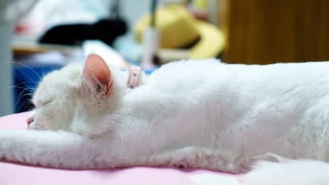 White Persian Cat Sleeping on the Bed