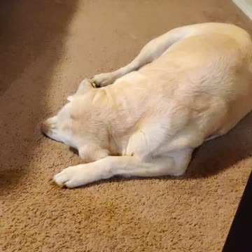 Lazy Dogs 😂