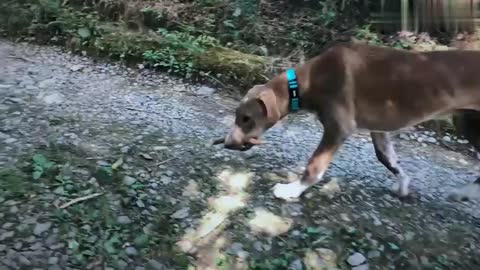 Kangxi hound's daily play