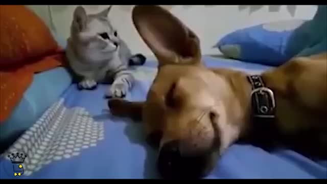 Cat Smacks Dog Out Of Sleep For Farting in His Presence!