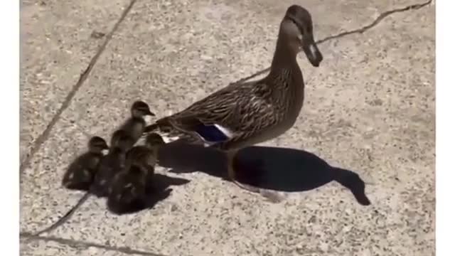 This mother duck look so happy