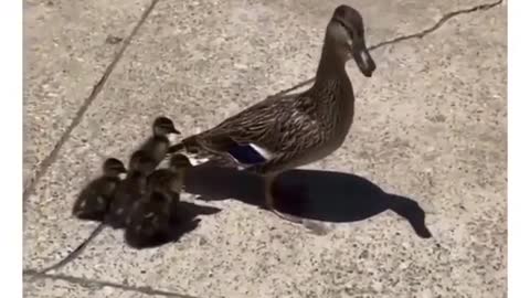 This mother duck look so happy