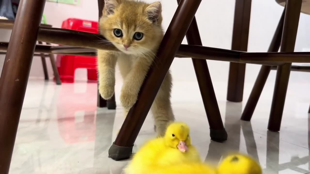 Funny 🤣😂 Cat 😺🐈 video 2023. Cute cat and ducks video part..6❣️