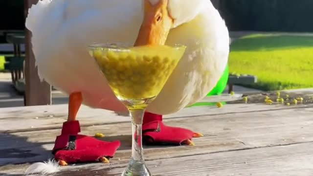 ute#relatable#duck#cuteness