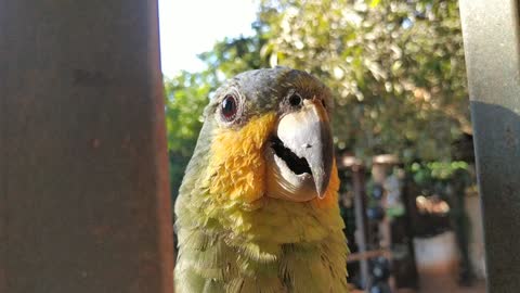 charming parrot