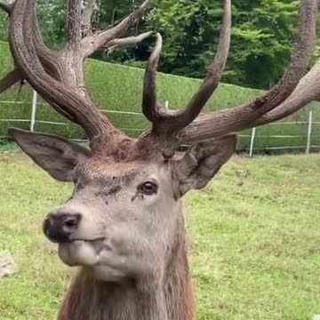 Noble deer or real deer