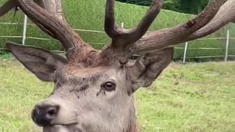 Noble deer or real deer