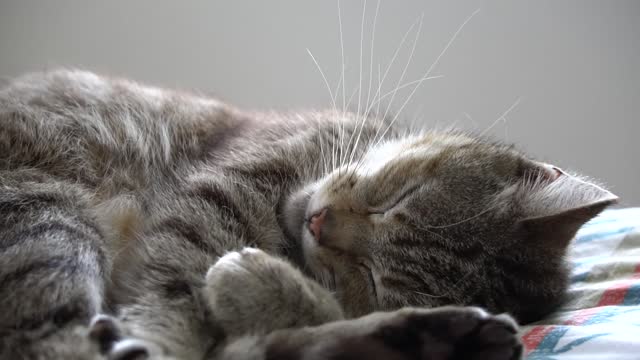 Cute Cat Sleep Talking