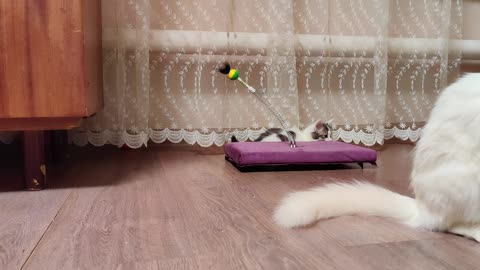 Funny kitten and indoor plants.