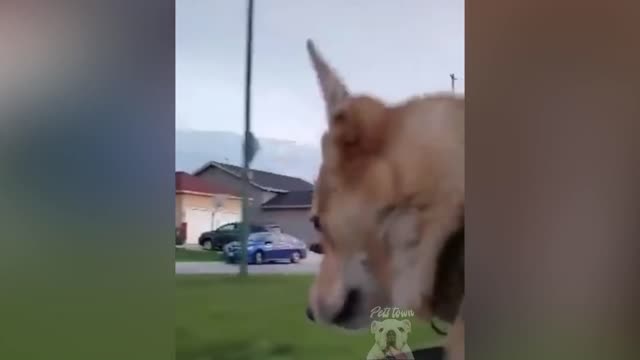 Top Funny Pet Videos - TRY NOT TO LAUGH in 2021