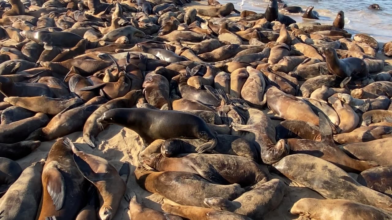 Hundreds Of Sea Lions At Monterey Beach