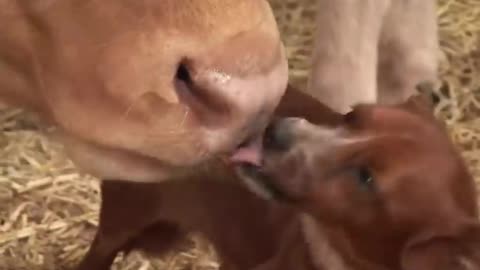Cow and dog friendship everyone can feel