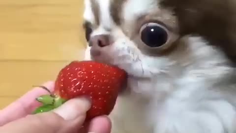 Dogs eat strawberries, eat good smell