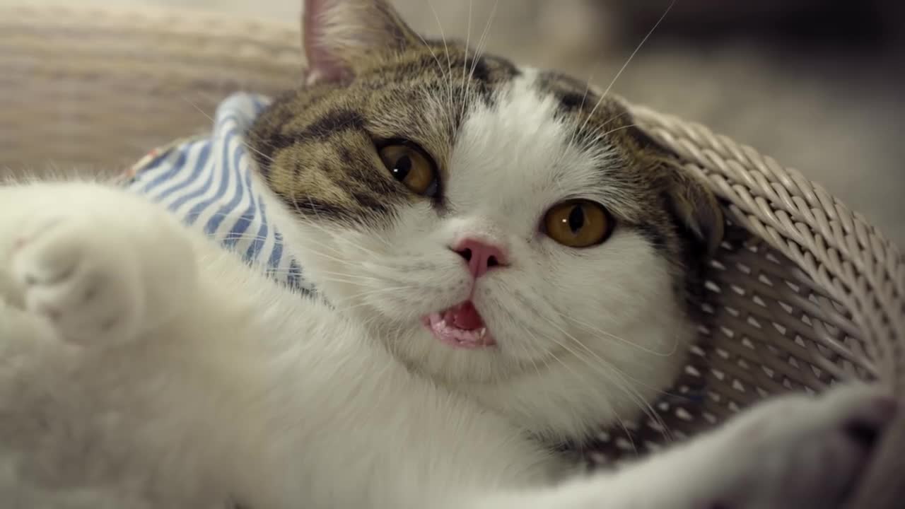 Company Employed Gangster Cats For Their Commercial And It's The Funniest Thing