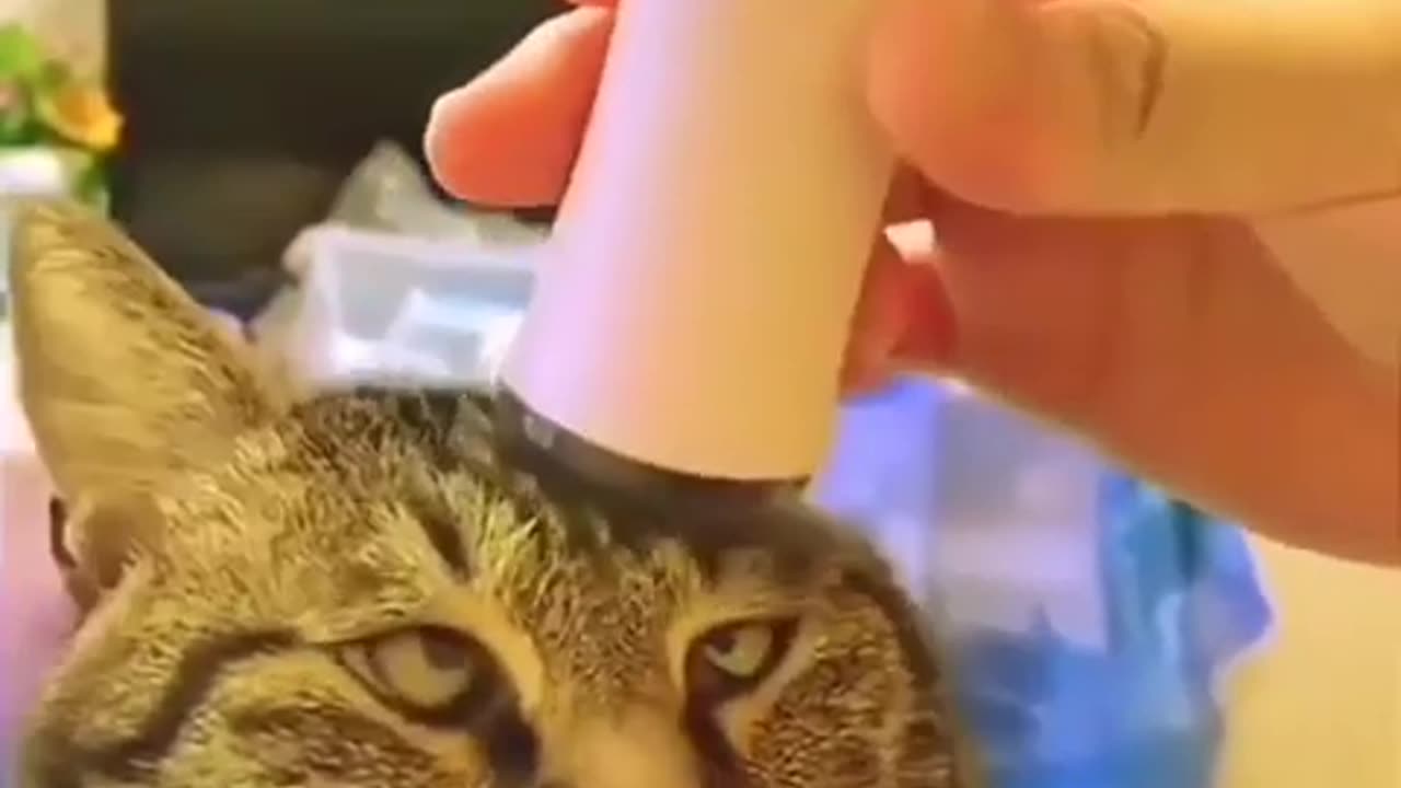 Funny video